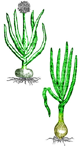 Round Onion and Long Onion